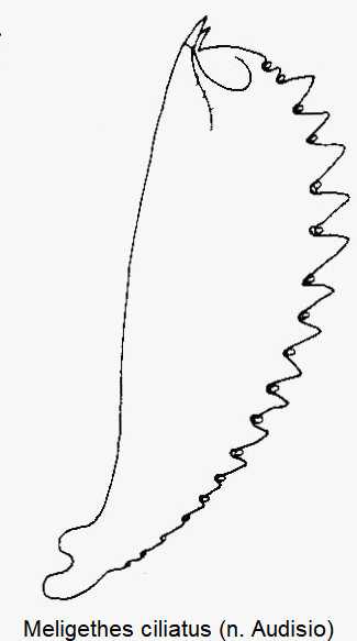 meligethes_ciliatus_vschn.gif
