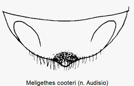 meligethes_cooteri_ster.gif