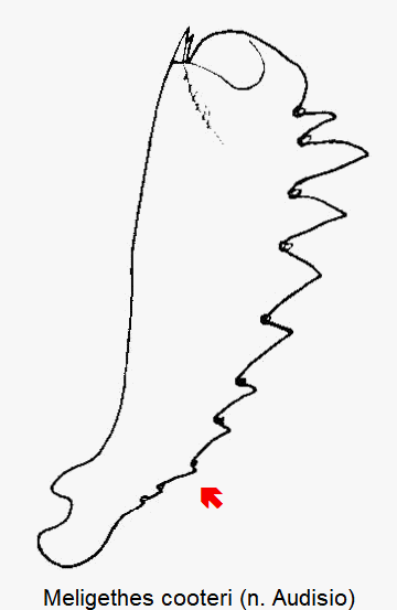 meligethes_cooteri_vschn.gif