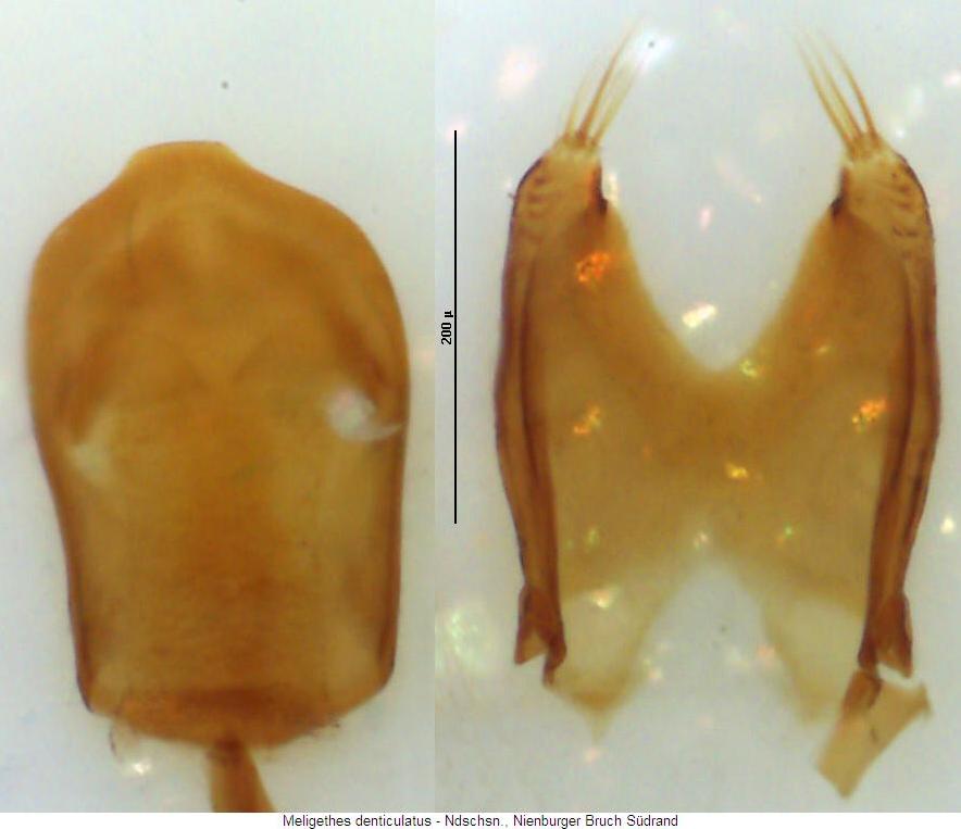 meligethes_denticulatus.jpg