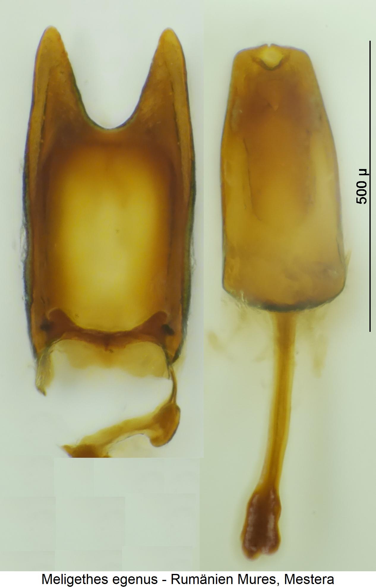 meligethes_egenus.jpg