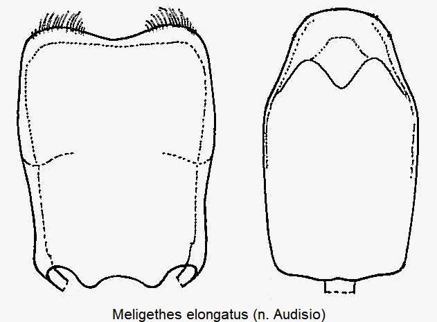 meligethes_elongatus.gif