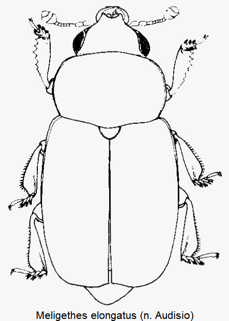 meligethes_elongatus_hab.gif