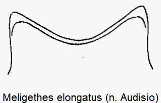 meligethes_elongatus_ol.gif