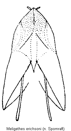 meligethes_erichsoni_ovip.gif