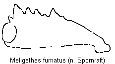 meligethes_fumatus_vschn.gif