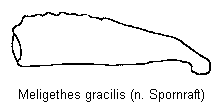 meligethes_gracilis_vschn.gif