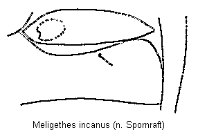 meligethes_incanus_us.gif