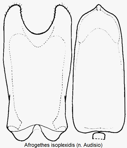 meligethes_isoplexidis.gif