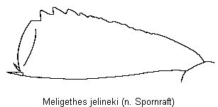 meligethes_jelineki_vschn.gif