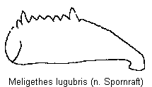 meligethes_lugubris_vschn.gif