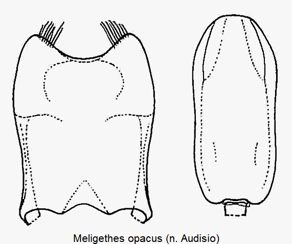 meligethes_opacus.gif