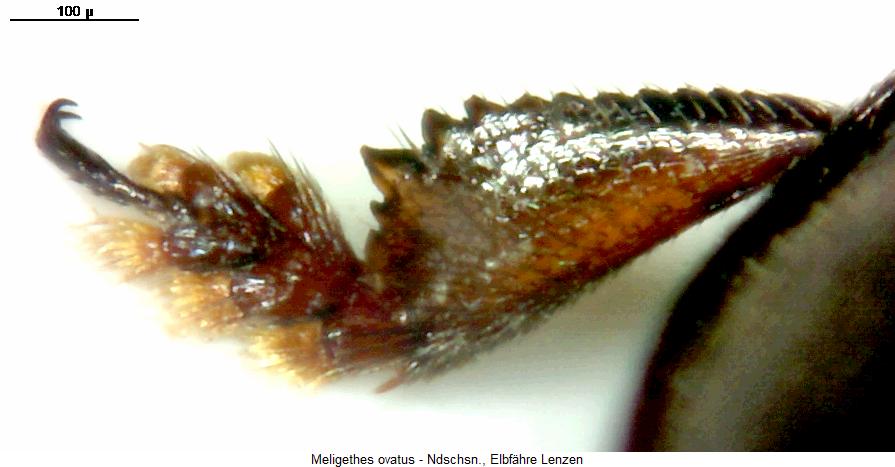 meligethes_ovatus_vschn.jpg