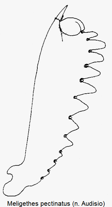 meligethes_pectinatus_vschn.gif