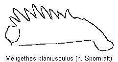 meligethes_planiusculus_vschn.gif