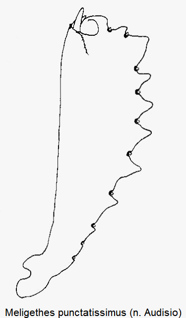 meligethes_punctatissimus_vschn.gif