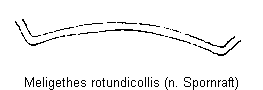 meligethes_rotundicollis_ksch.gif
