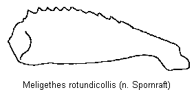 meligethes_rotundicollis_vschn.gif