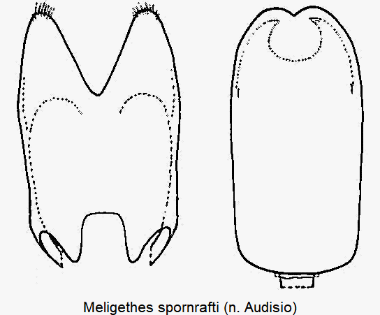 meligethes_spornrafti.gif