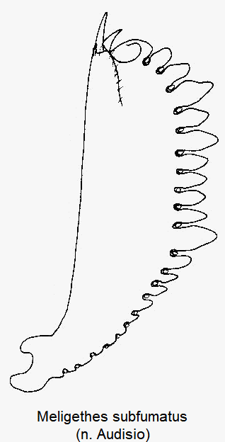 meligethes_subfumatus_vschn.gif