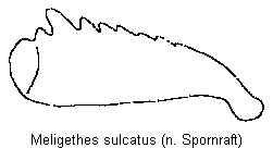 meligethes_sulcatus_vschn.gif