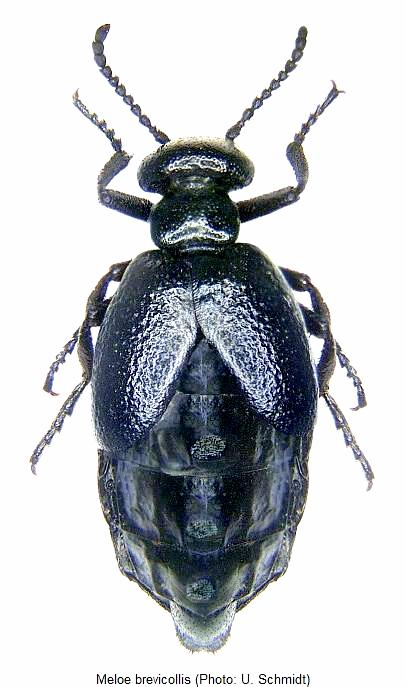meloe_brevicollis_hab2.jpg