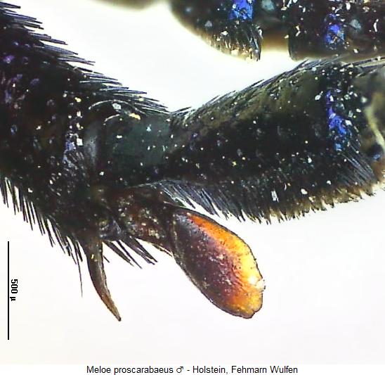 meloe_proscarabaeus_hschn.jpg