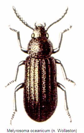 melyrosoma_oceanicum_hab.jpg
