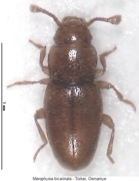merophysia_bicarinata_hab.jpg