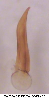 merophysia_formicaria.jpg