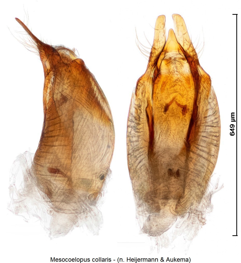 mesocoelopus_collaris.jpg