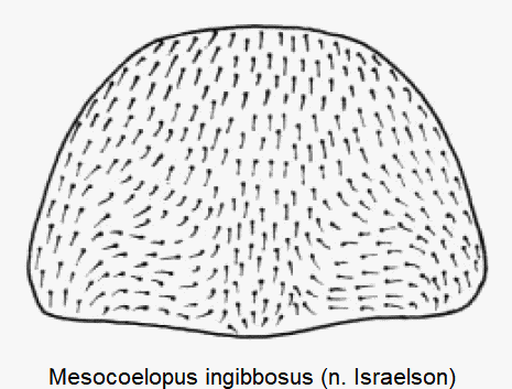 mesocoelopus_ingibbosus_hsch.gif