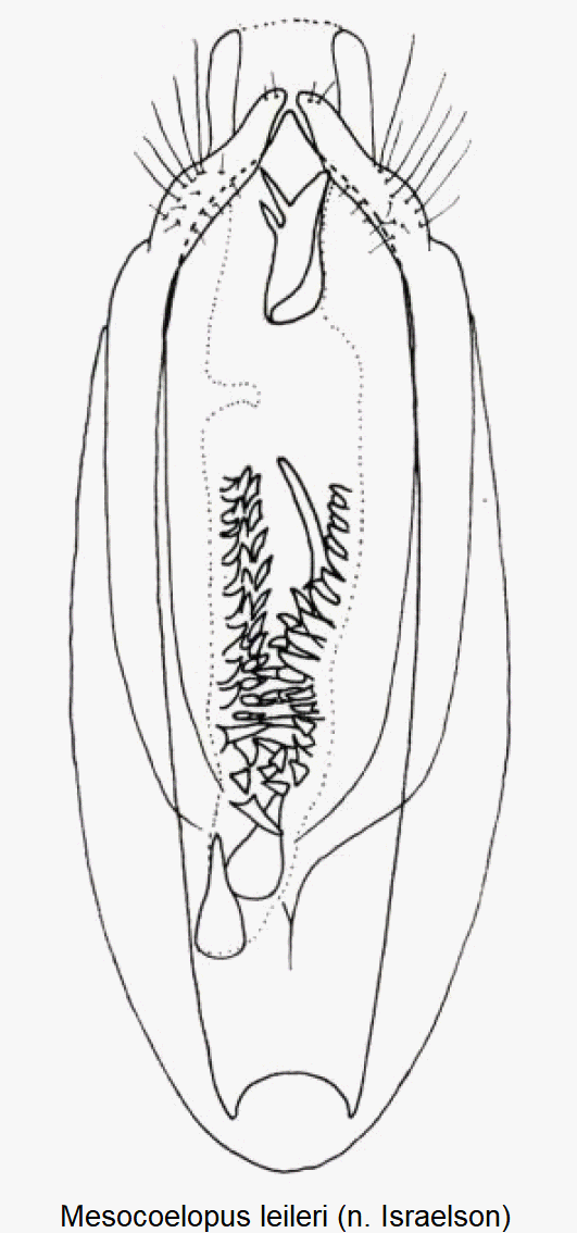 mesocoelopus_leileri.gif