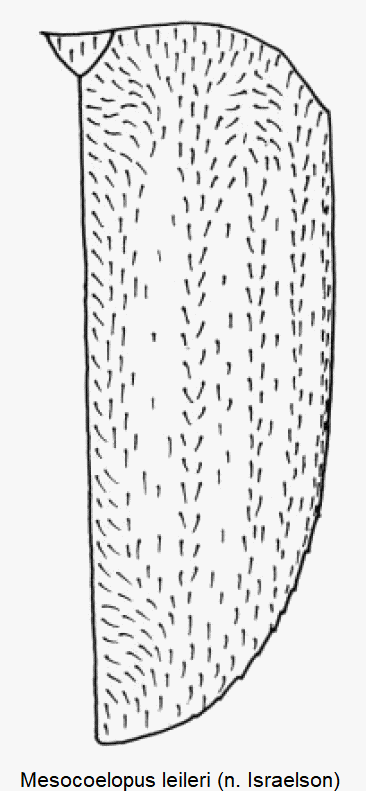 mesocoelopus_leileri_fld.gif