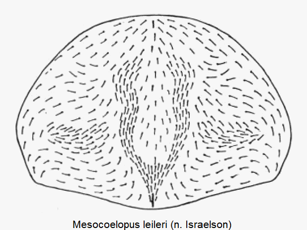 mesocoelopus_leileri_hsch.gif