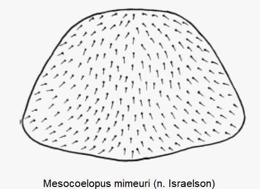 mesocoelopus_mimeuri_hsch.gif