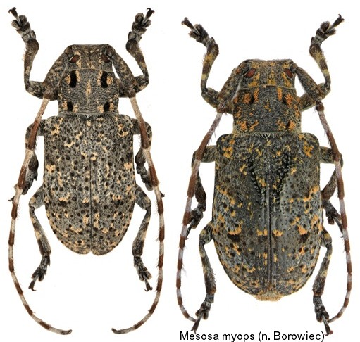 mesosa_myops.jpg