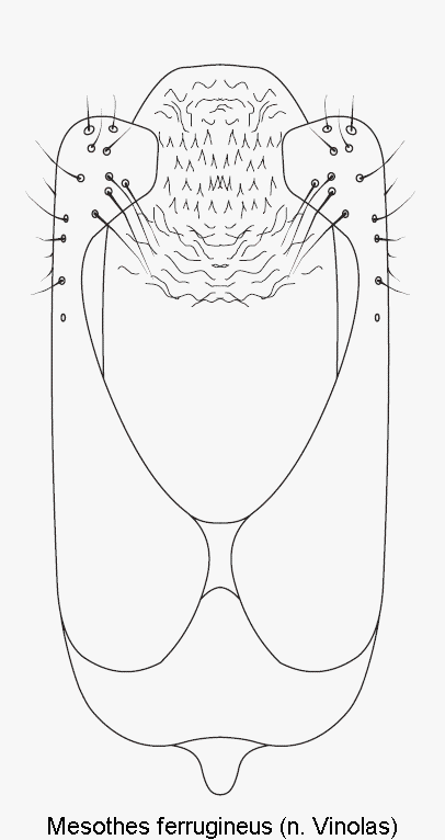 mesothes_ferrugineus.gif