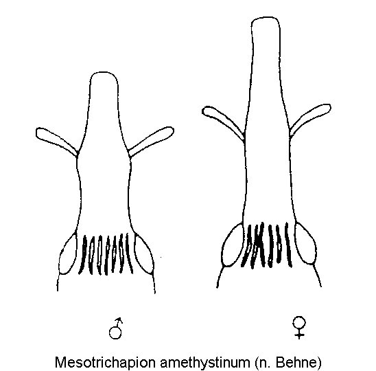 mesotrichapion_amethystinum_k.gif
