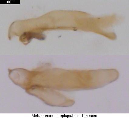 metadromius_lateplagiatus.jpg