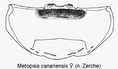 metopsia_canariensis_w_ster.gif