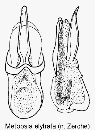 metopsia_elytrata.gif