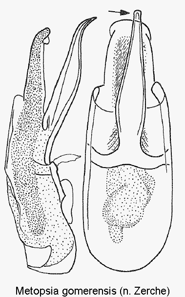 metopsia_gomerensis.gif
