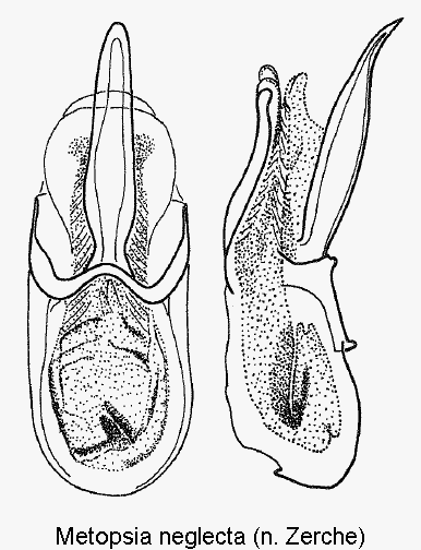 metopsia_neglecta.gif