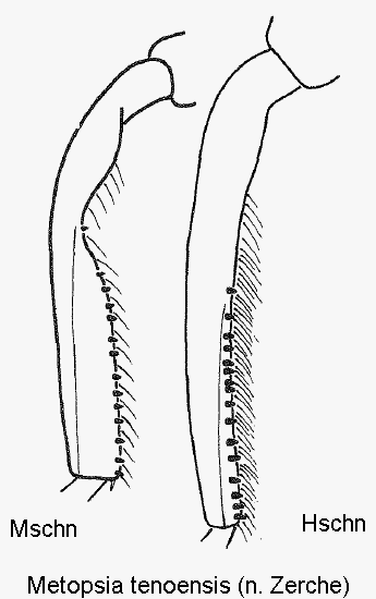 metopsia_tenoensis_mschn.gif