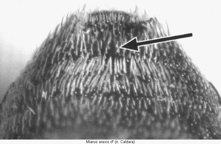 miarus_araxis_abd.gif