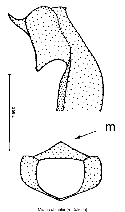 miarus_atricolor.gif
