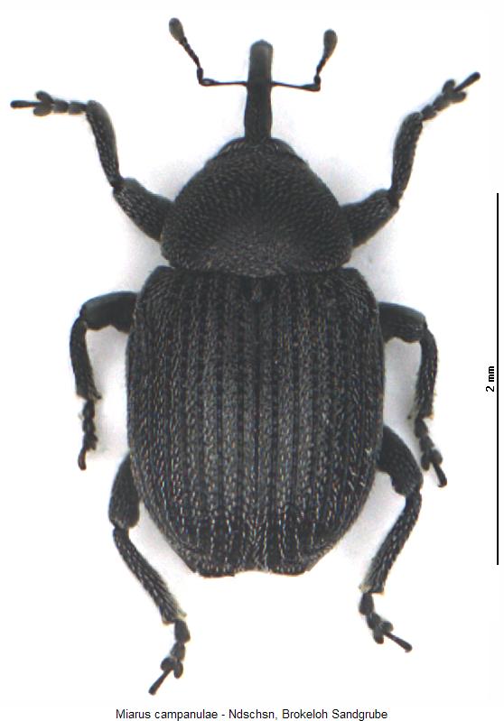 miarus_campanulae_hab.jpg