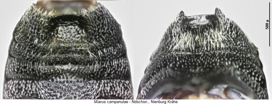 miarus_campanulae_hlb.jpg