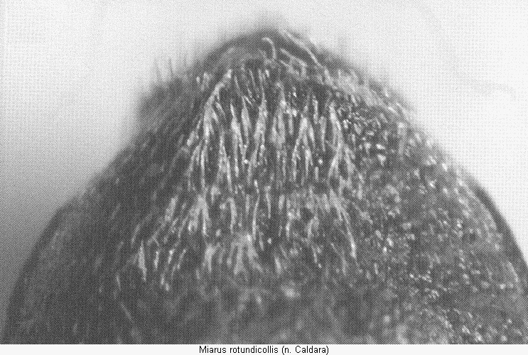 miarus_rotundicollis_abd.gif
